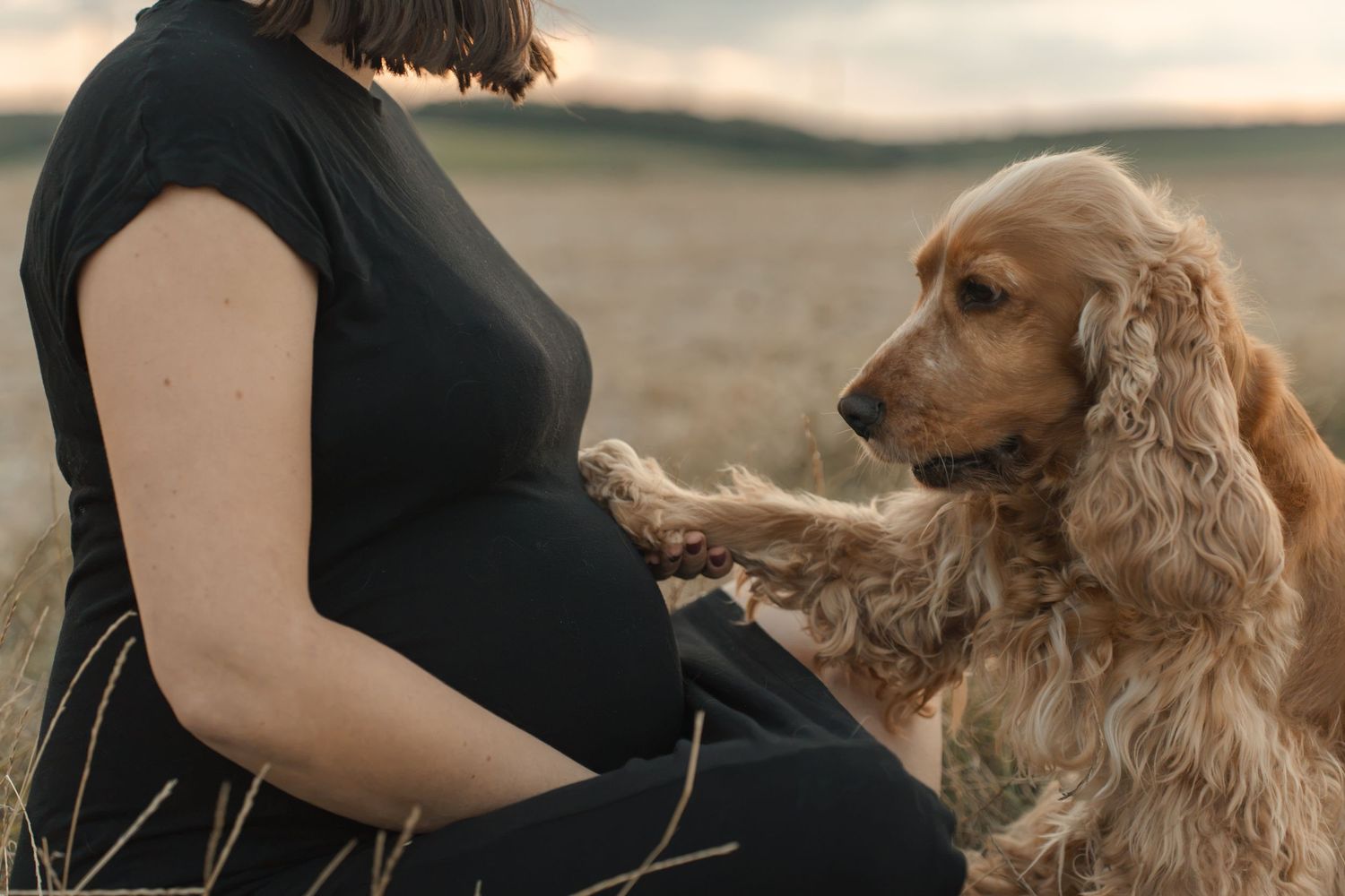 Pregnant woman in black dress sitting in field with golden Cocker Spaniel dog resting paw on her baby bump.