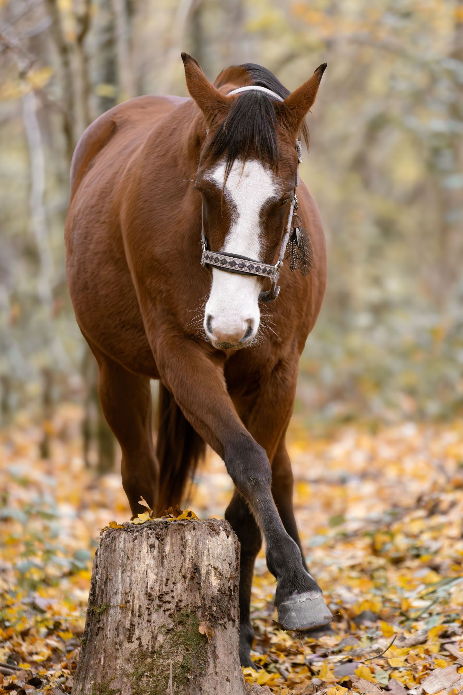 Chestnut horse with white blaze walking toward camera in golden autumn leaf forest.