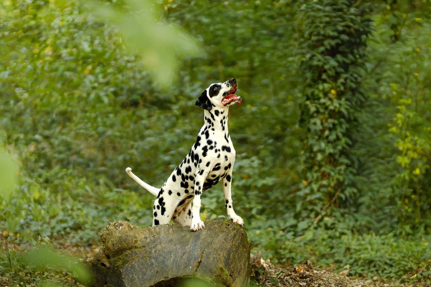 A Dalmatian dog sits alert on a large rock surrounded by lush green foliage in a forest setting.