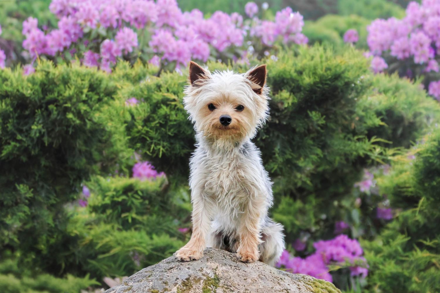 Séance chien — Yorkshire Terrier perché sur un rocher avec des rhododendrons violets en arrière-plan, photographe Rethel Ardennes.