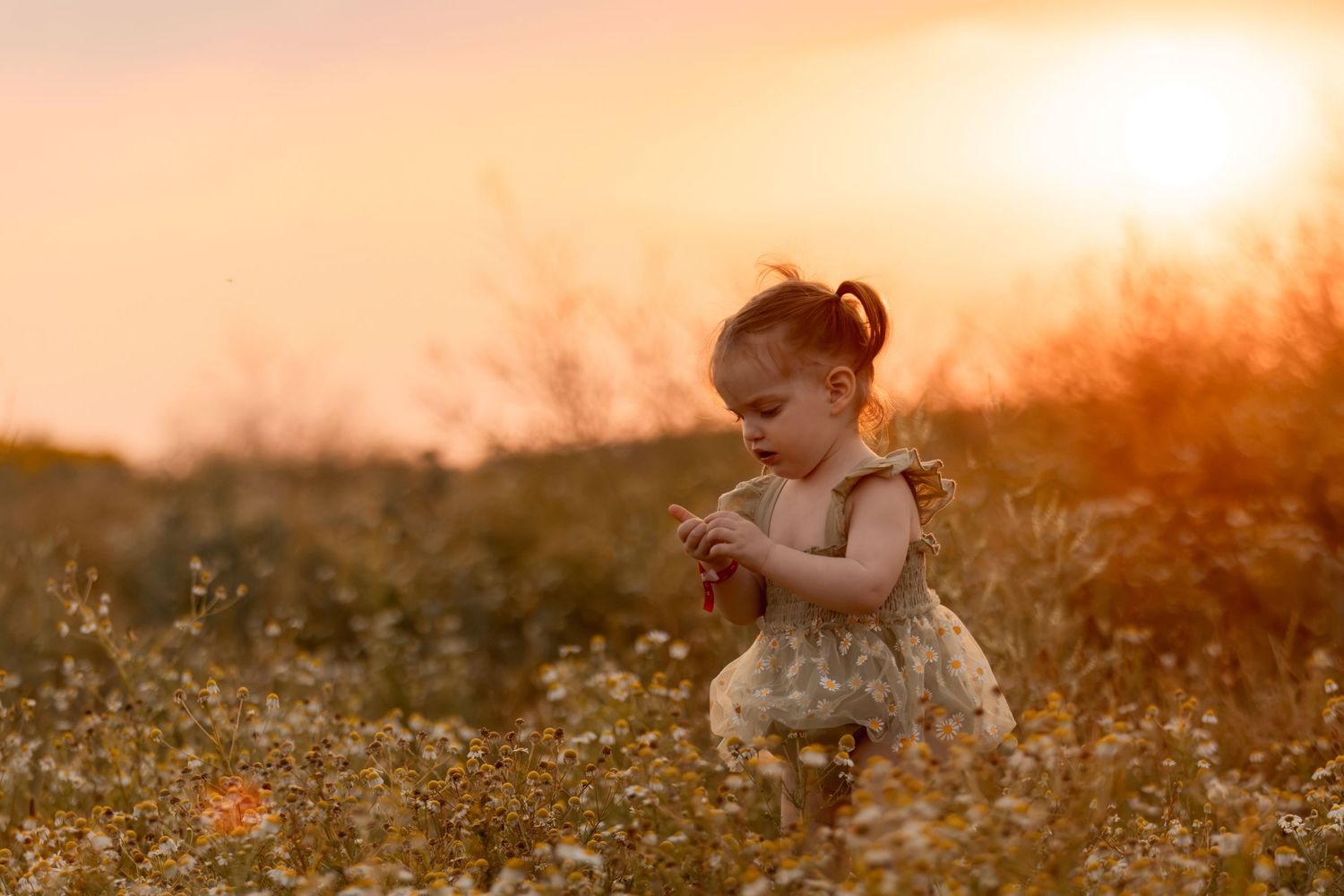 Toddler girl in a floral dress picking wildflowers in a sunlit meadow during golden hour sunset.