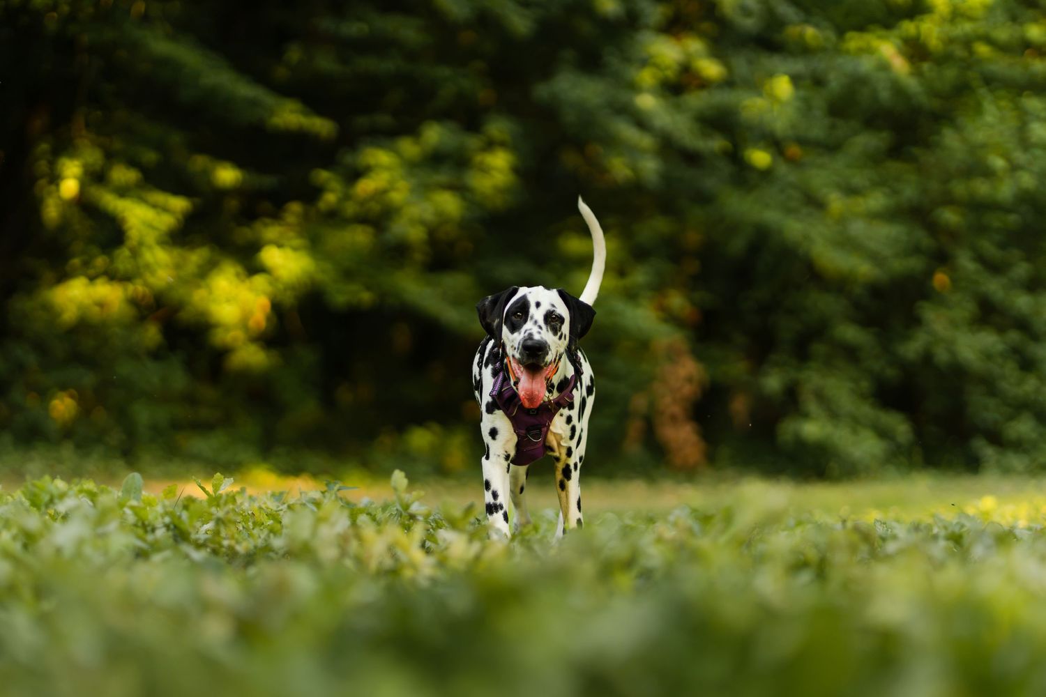 A happy Dalmatian dog runs through a lush green field with tongue out, tail up, and trees in the background.