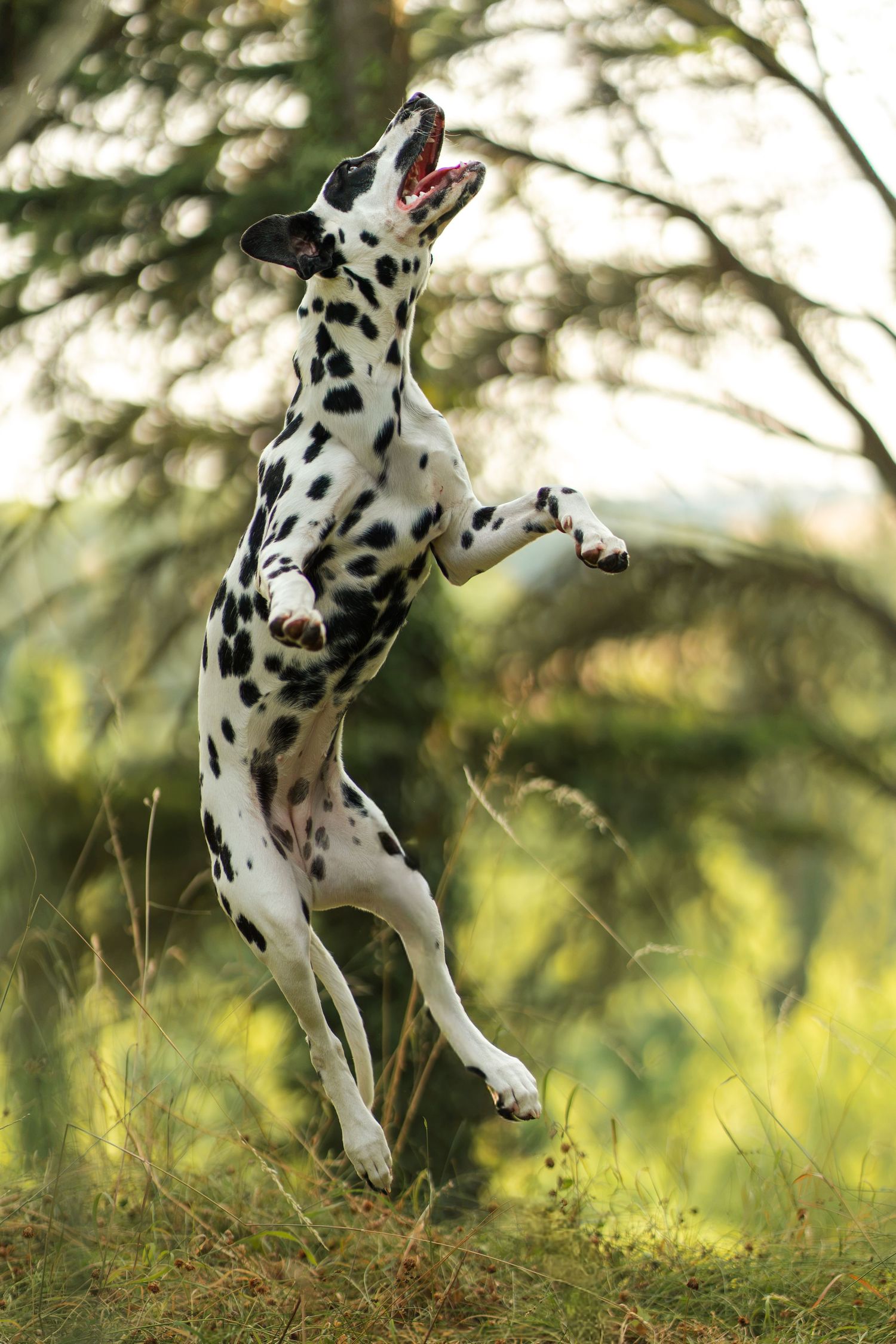 Energetic Dalmatian dog jumping mid-air in a lush green outdoor setting, showing playful behavior with mouth open.