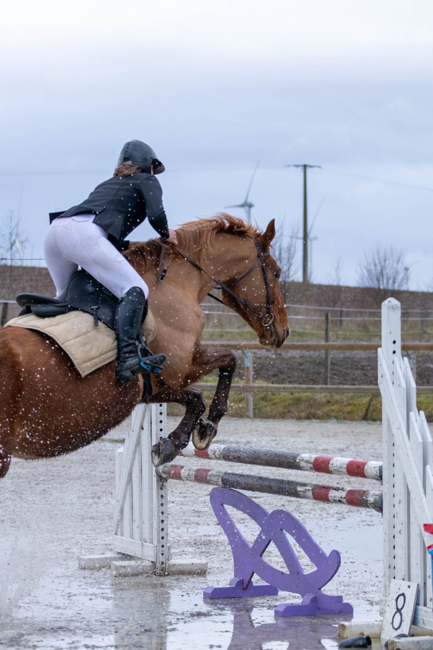 Concours de saut d'obstacle