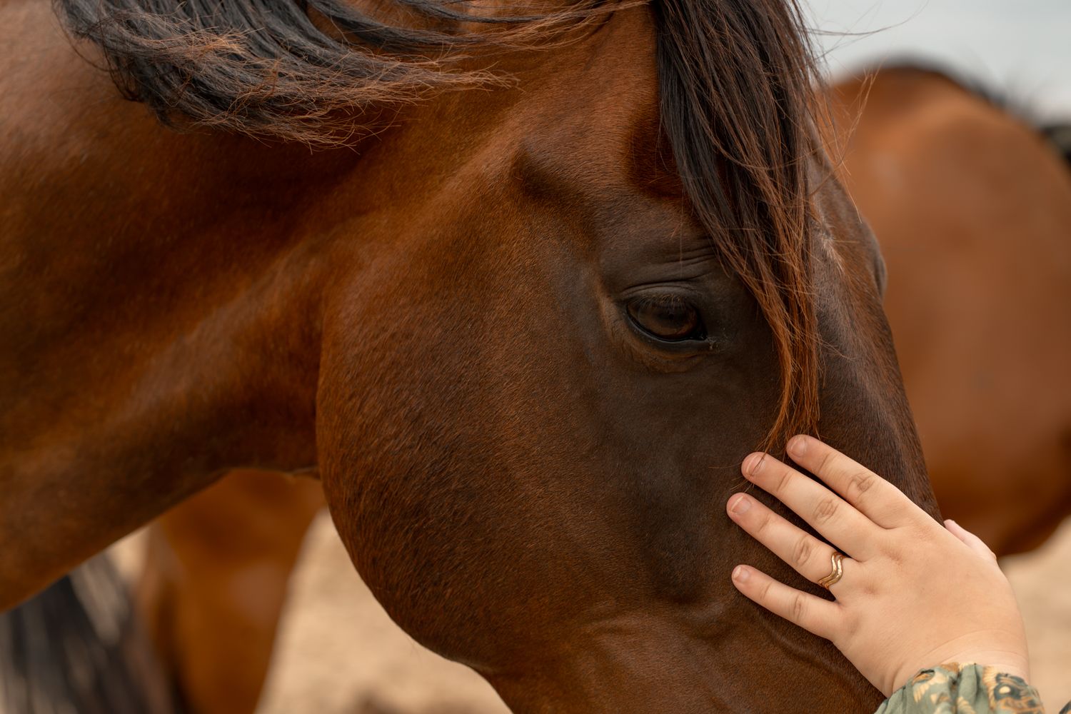 A close-up of a hand gently touching the face of a brown horse, showcasing a tender bond between human and animal.