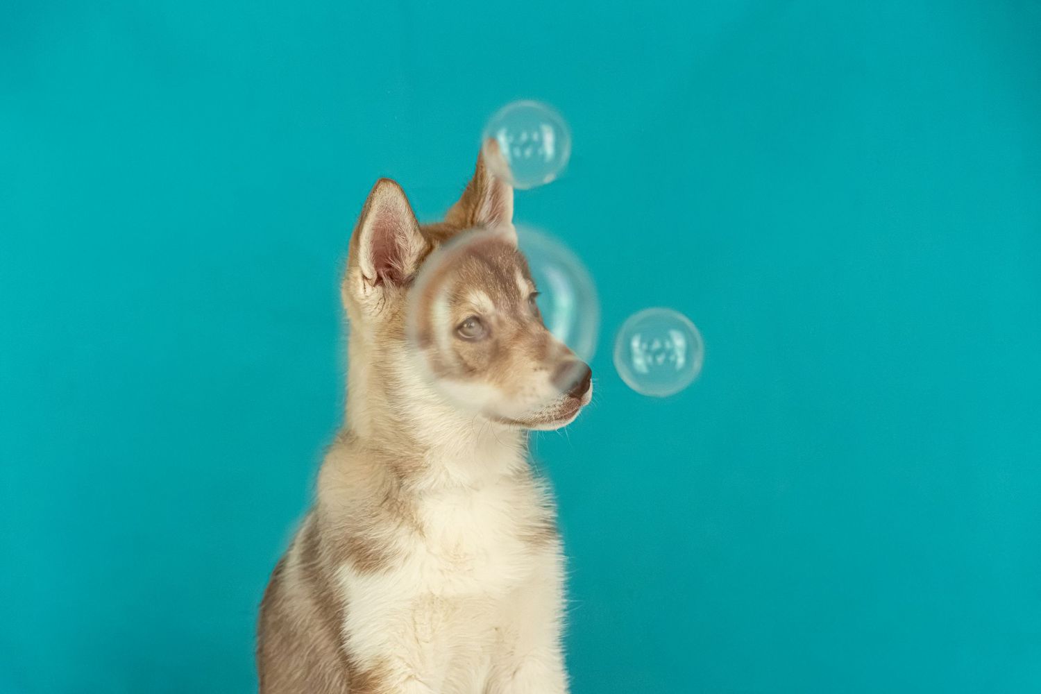Cute Siberian Husky puppy sitting against teal background with soap bubbles floating around its head.