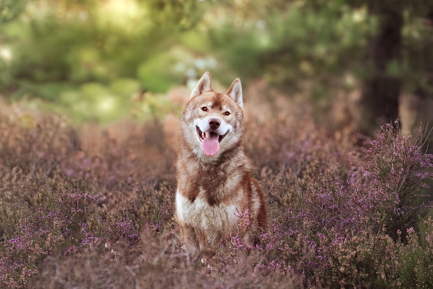 A joyful red Siberian Husky with tongue out sits surrounded by blooming purple heather in a lush forest.