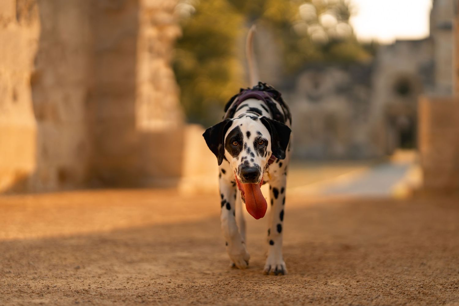 A Dalmatian dog with tongue out walks toward camera on sandy path between ancient stone columns.