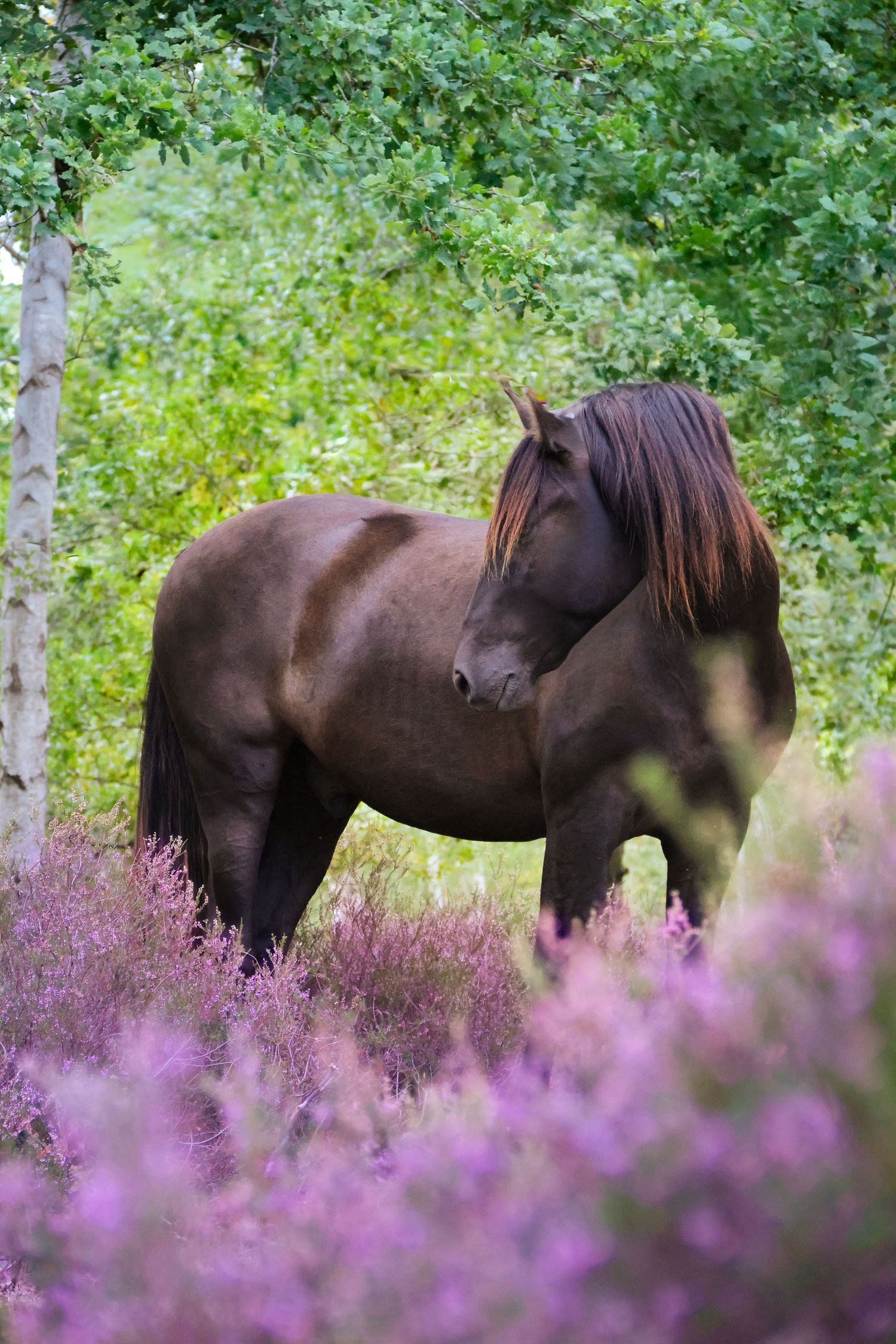 Séance cheval — cheval dans un champ, photographie artistique en lumière naturelle, photographe Soissons Aisne.