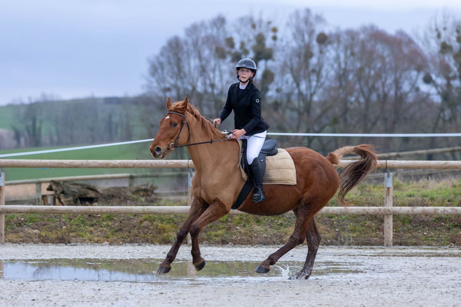Concours de saut d'obstacle