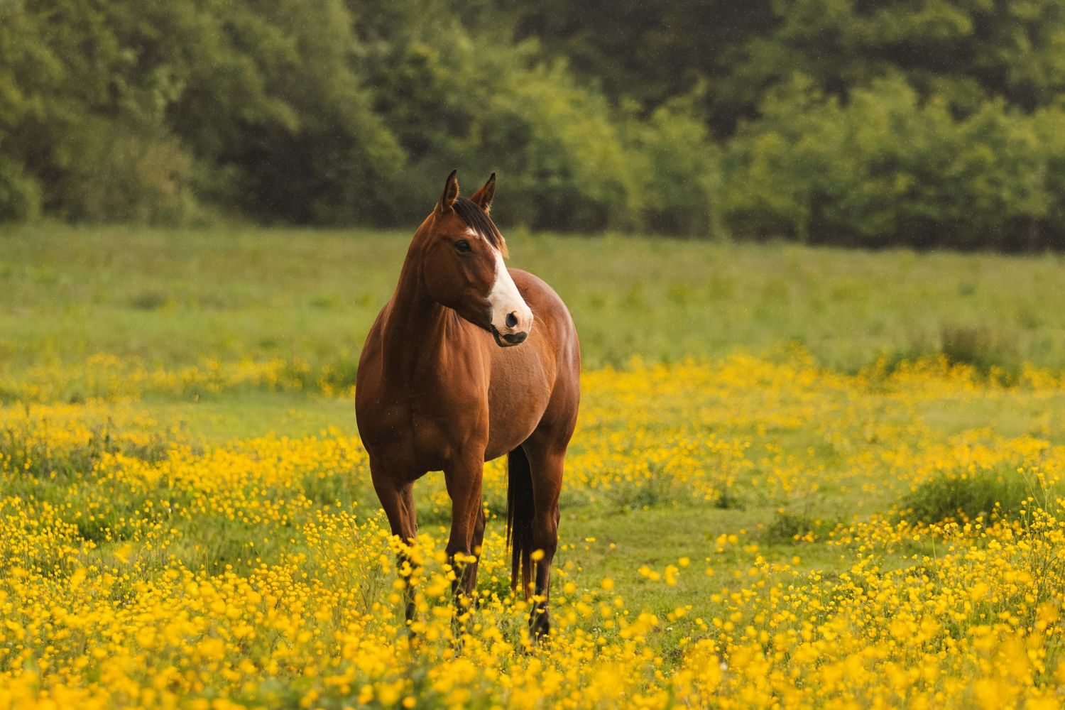 A chestnut horse with a white blaze stands in a vibrant field of yellow wildflowers with green trees behind.