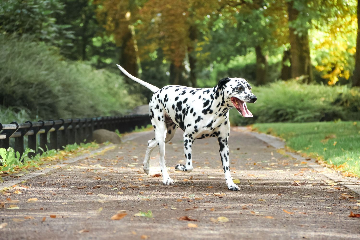 Energetic Dalmatian dog trotting along a tree-lined park pathway with tongue out on an autumn day.