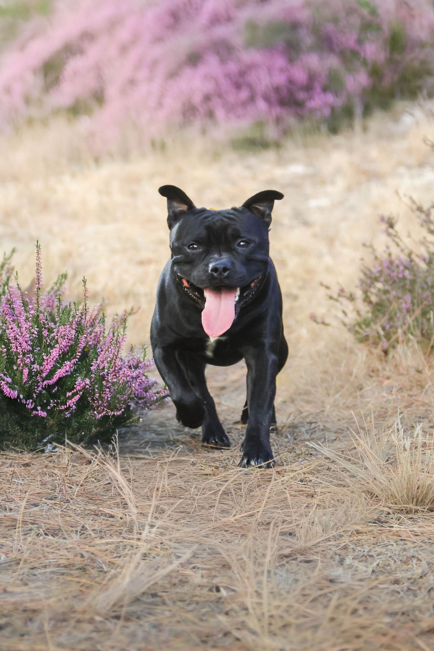 Séance animaux — Staffordshire Bull Terrier noir en pleine course langue tirée dans les bruyères, photographe Aisne Guignicourt.