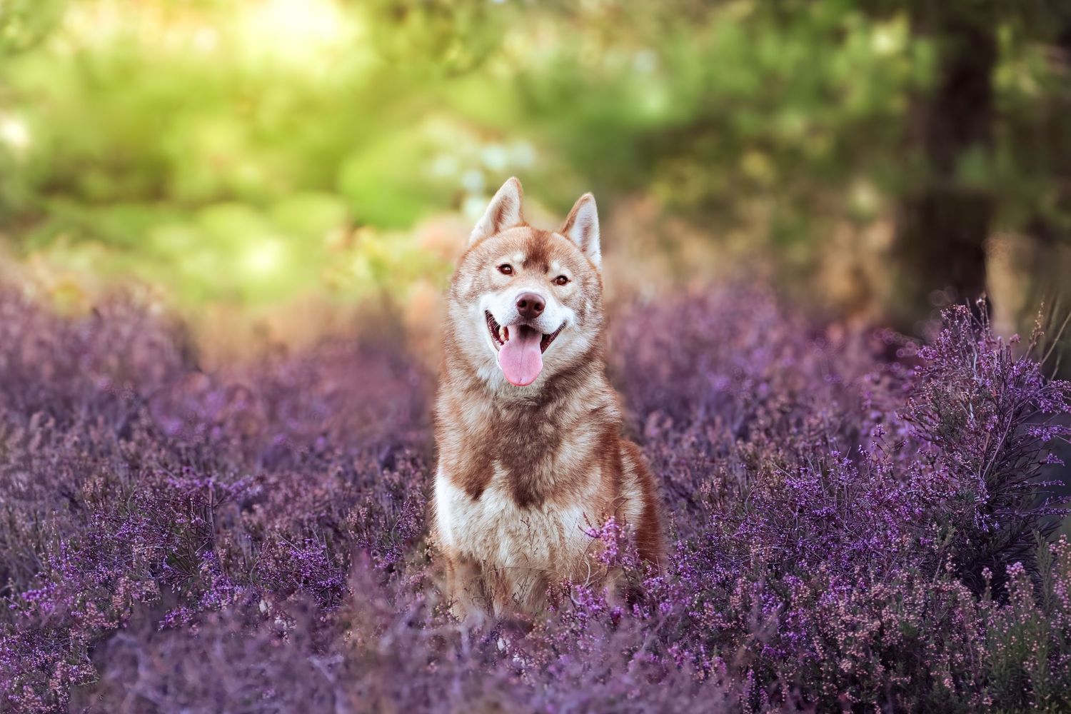 Happy red Siberian Husky sitting among vibrant purple lavender flowers in a sunlit forest.