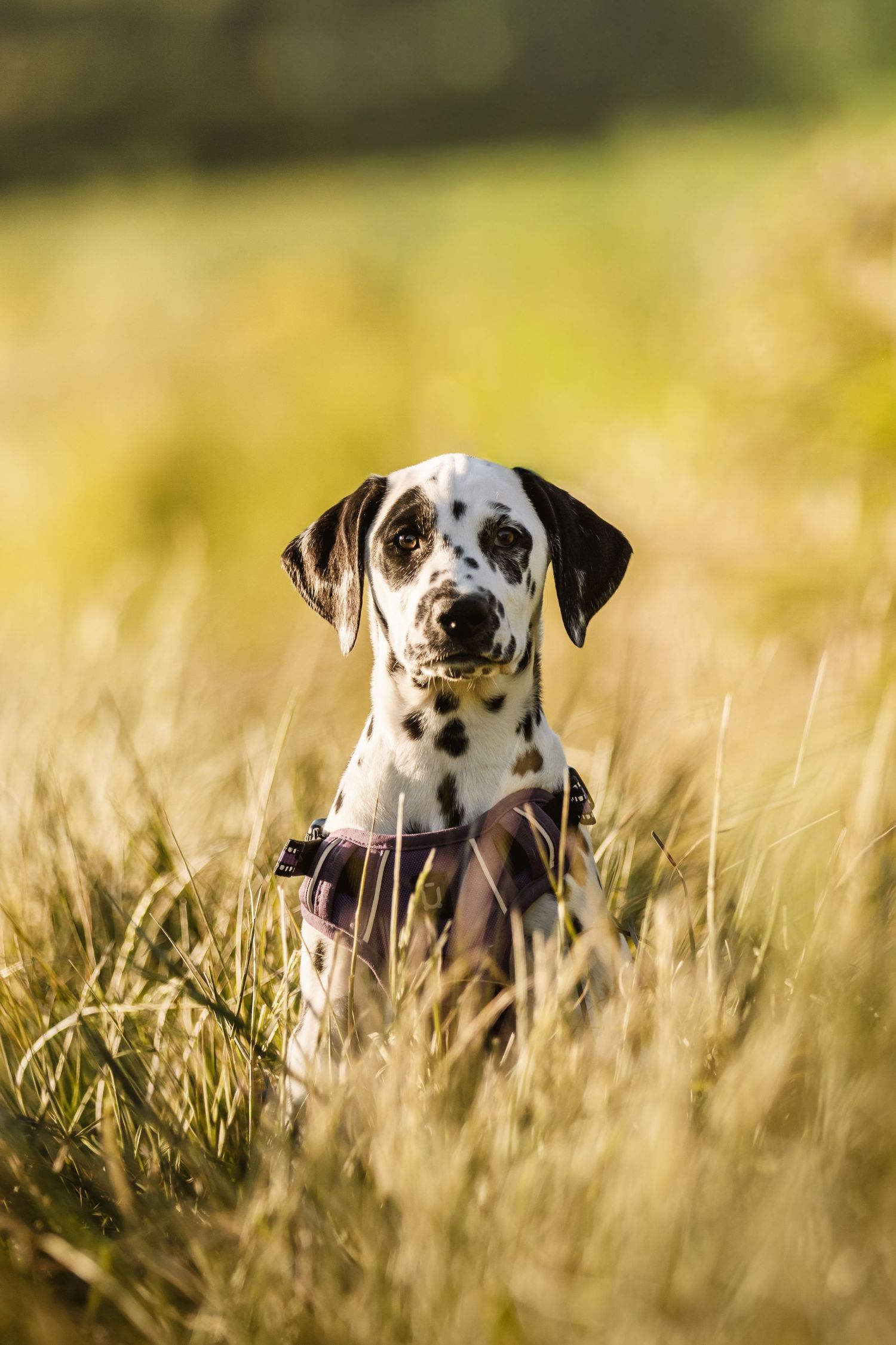 Adorable Dalmatian puppy sitting in tall golden grass field, looking at camera with curious expression on sunny day.