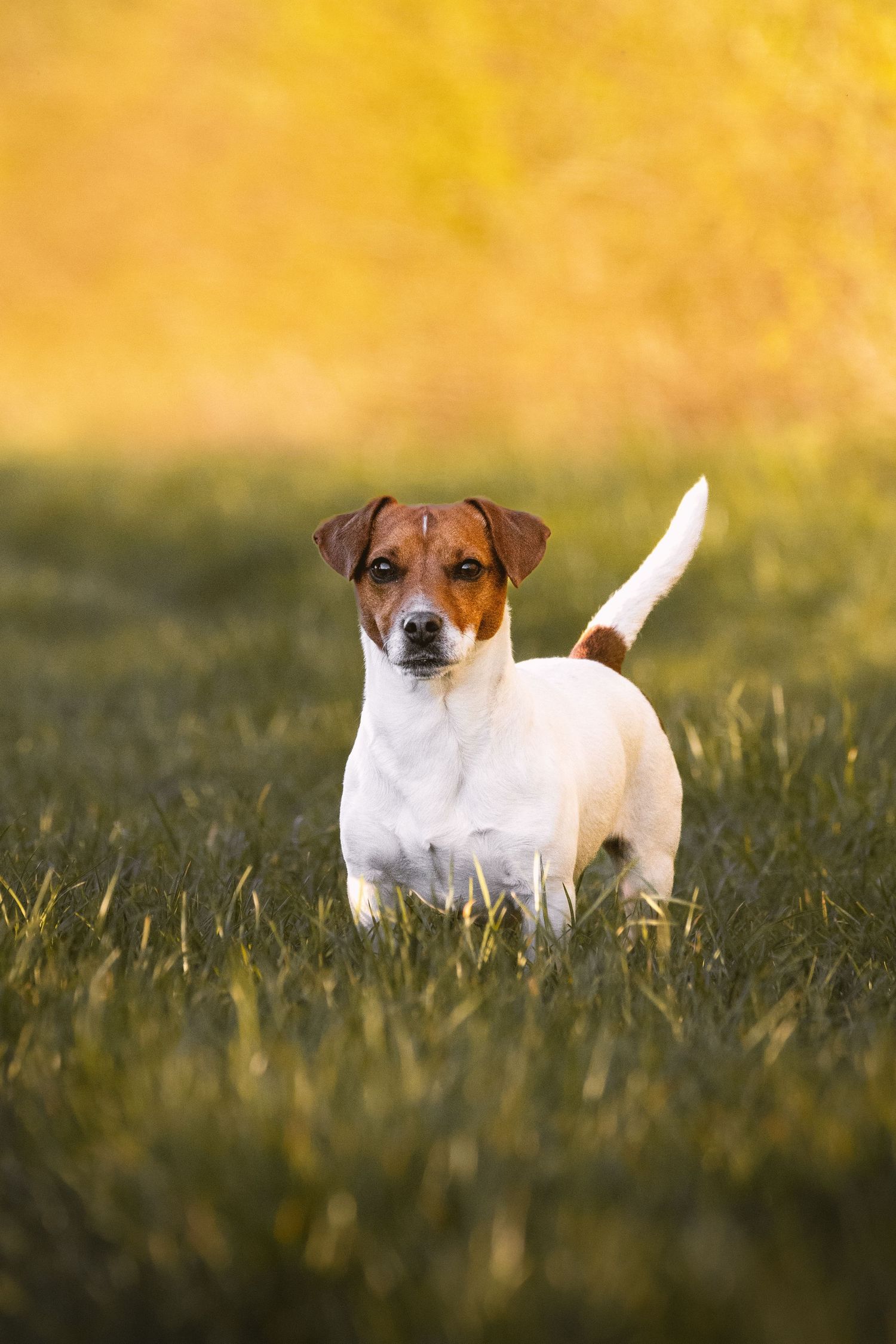 Jack Russell Terrier blanc et beige en alerte dans un champ herbeux baigné d'une lumière dorée de coucher de soleil.