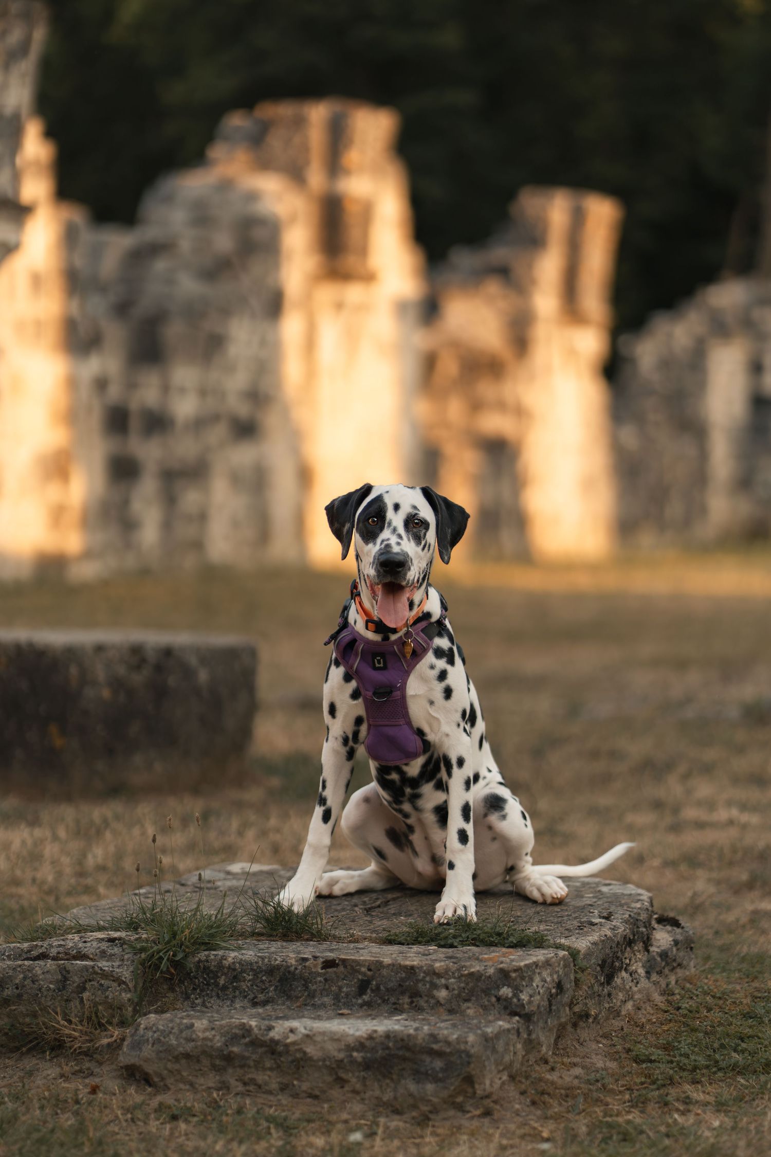 Dalmatian dog wearing a purple harness sitting on ancient stone ruins at golden hour.