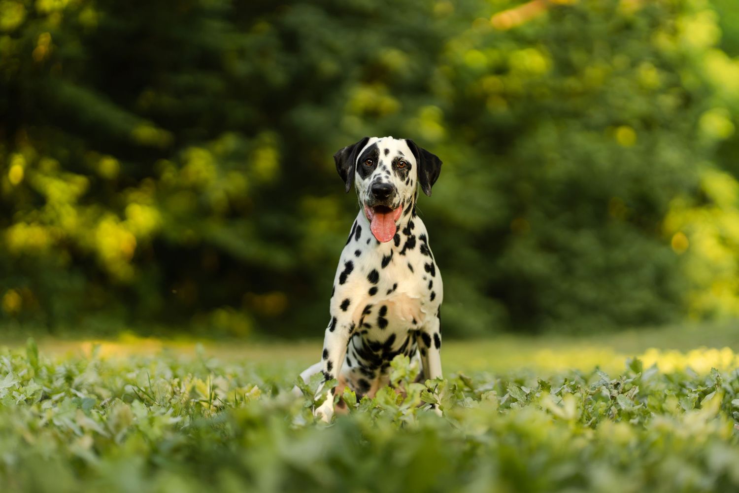 A Dalmatian dog sitting on green grass in a park, looking at the camera with tongue out.