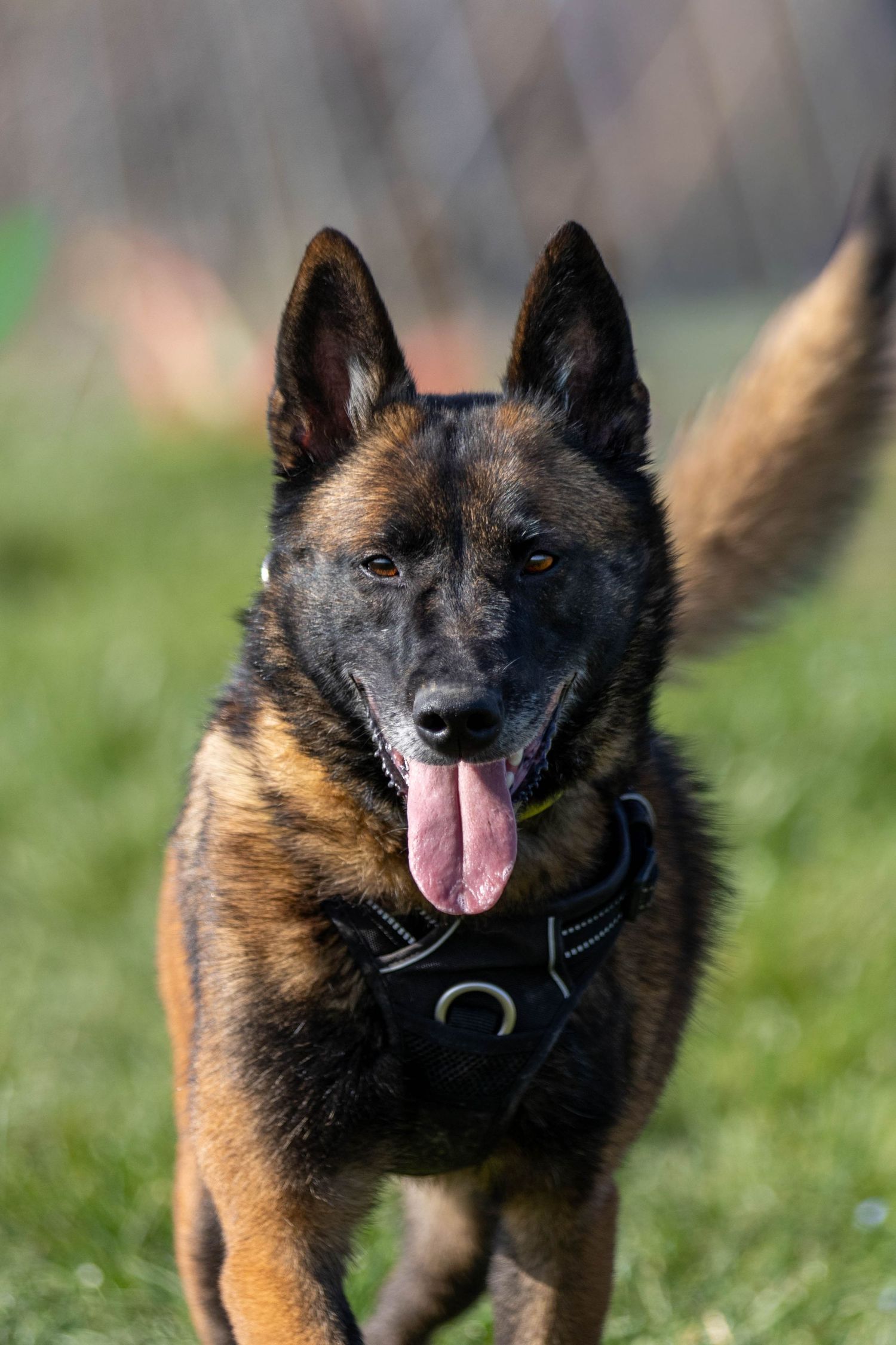 Belgian Malinois dog wearing black harness running on green grass with tongue out on sunny day.