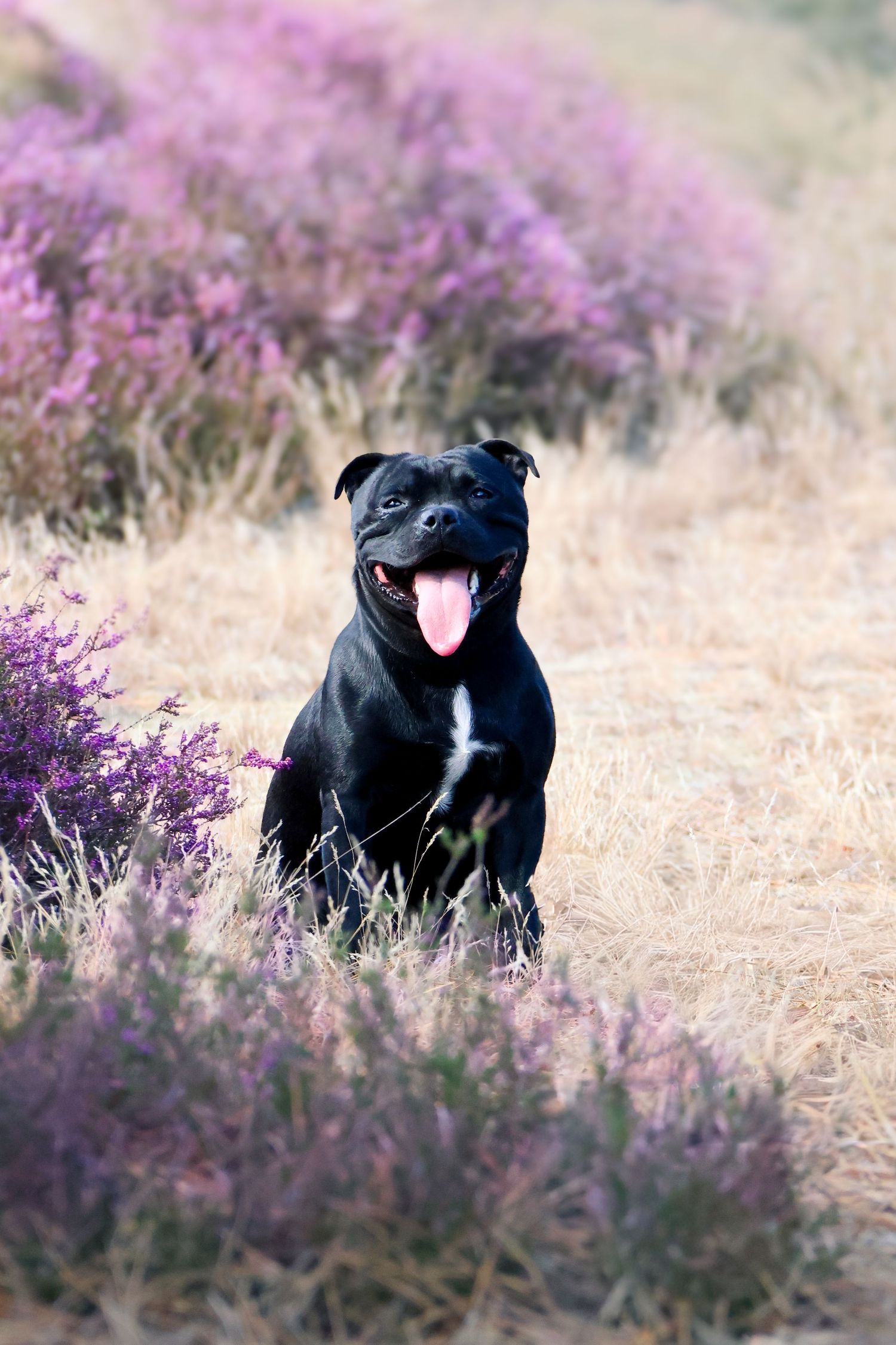 Black Staffordshire Bull Terrier sitting happily in a field of purple heather, tongue out, looking at camera.