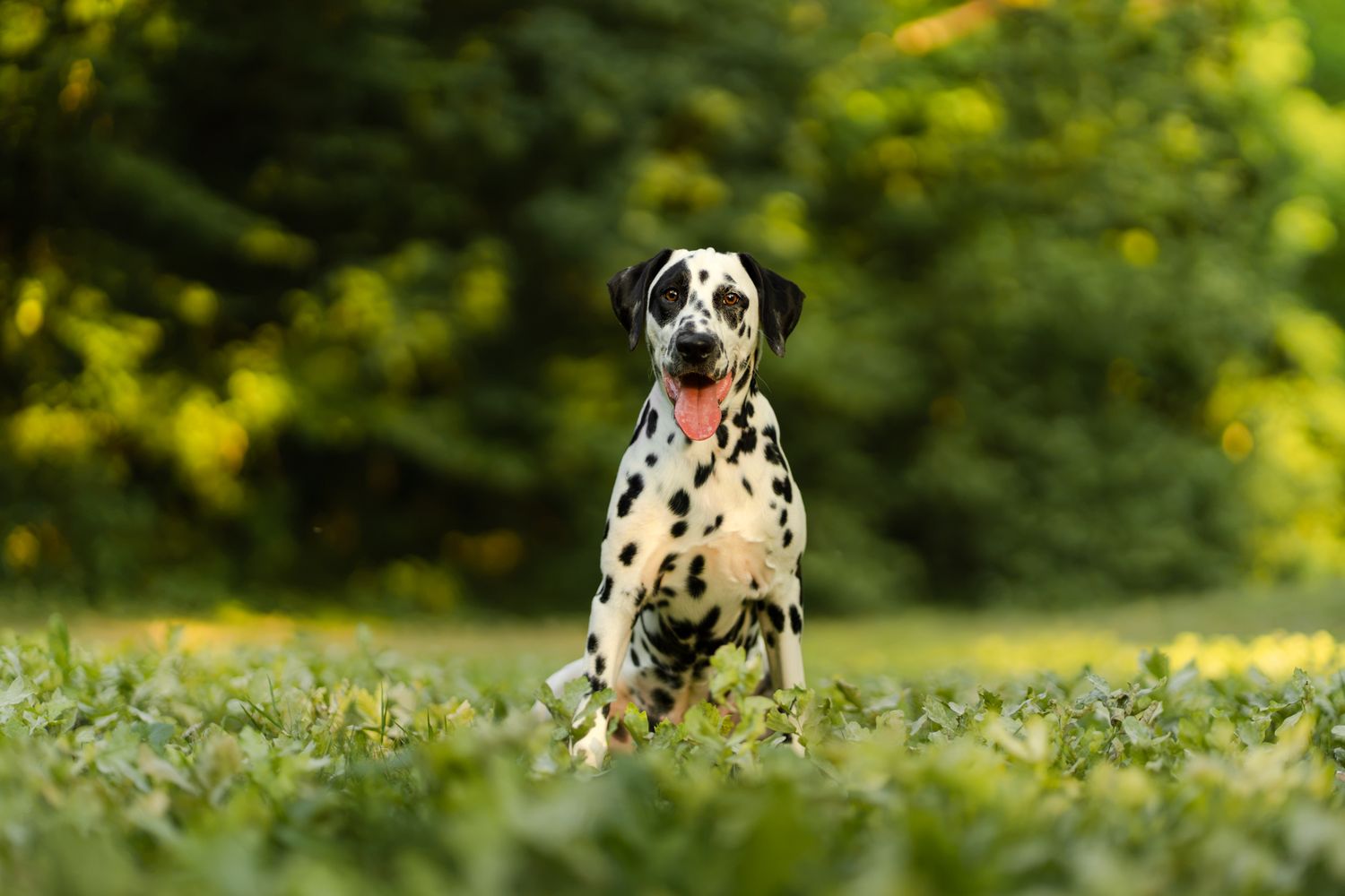 A Dalmatian dog sits attentively on green grass in a park, showcasing its classic black-spotted white coat.