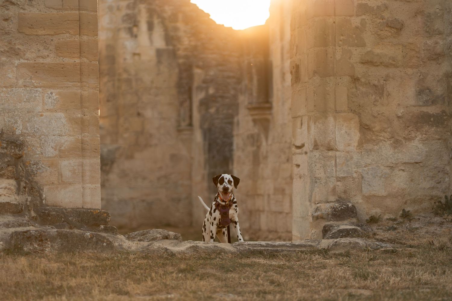 Dalmatian dog sitting in golden sunset light among ancient stone ruins outdoors.