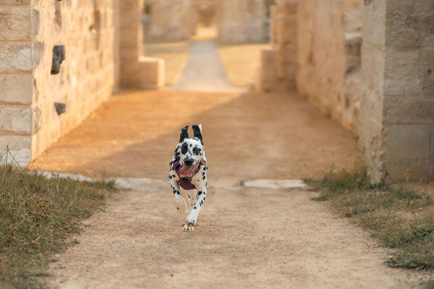 A Dalmatian dog running energetically down a sandy path between ancient stone walls in bright sunlight.