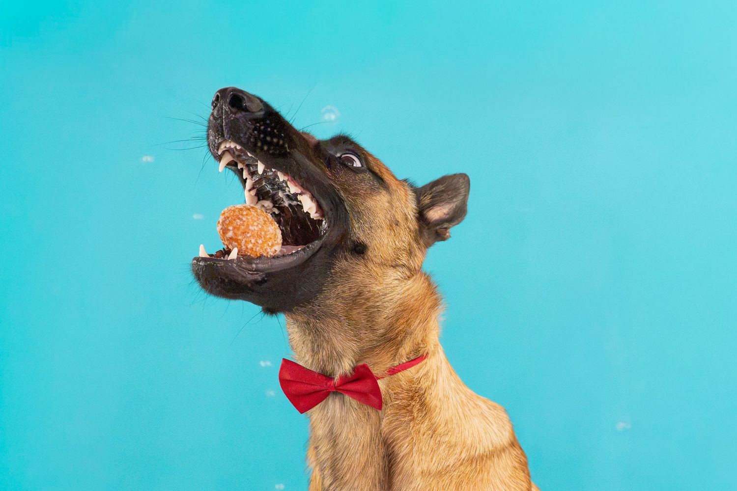 A Belgian Malinois dog wearing a red bow tie catches a ball in its mouth against a bright teal background.