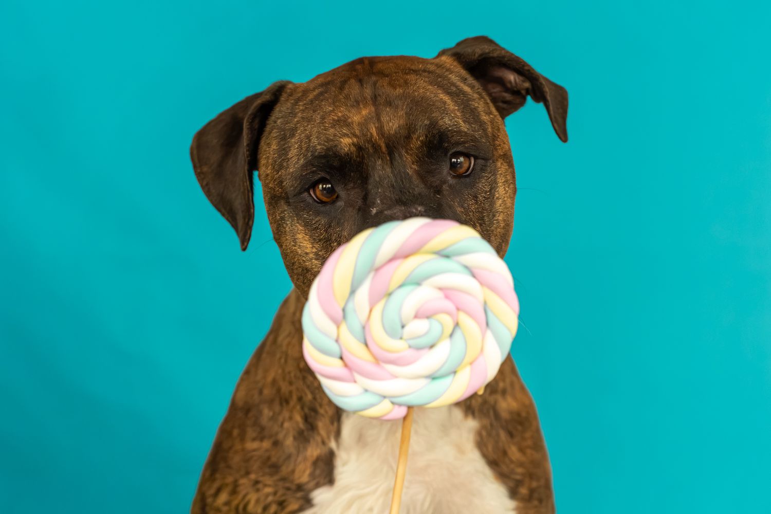 Brindle Boxer dog holding a colorful swirled lollipop in its mouth against a teal background.