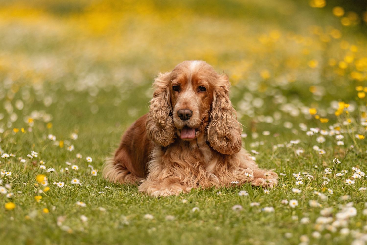 A golden Cocker Spaniel lies in a lush green meadow surrounded by white daisies and yellow wildflowers.
