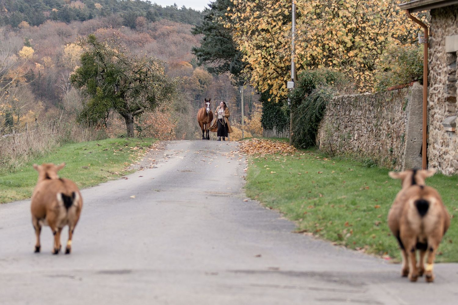 Two goats walk down a rural autumn road toward a person leading a horse in the distance.