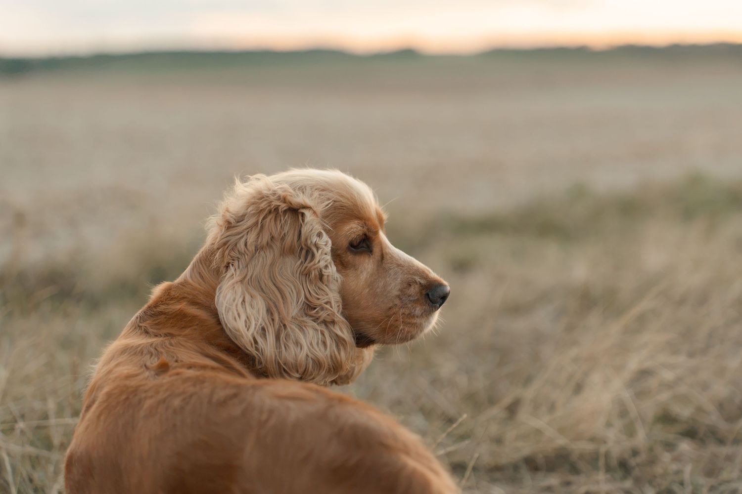 Golden Cocker Spaniel dog sitting in dry grass field at sunset, gazing into the distance.