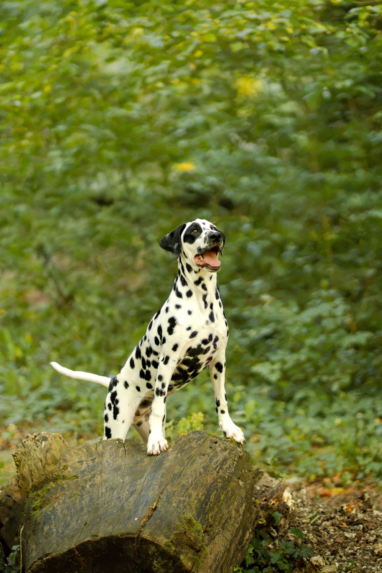 A Dalmatian dog stands proudly on a tree stump in a lush green forest, mouth open and tail raised.