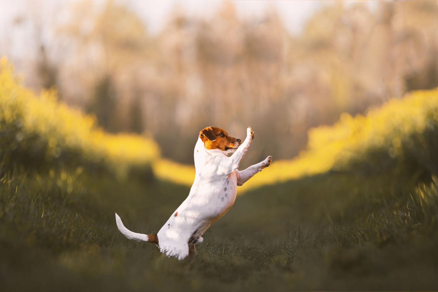 Jack Russell Terrier jouant debout sur ses pattes arrière dans un champ herbeux avec des fleurs jaunes en arrière-plan.