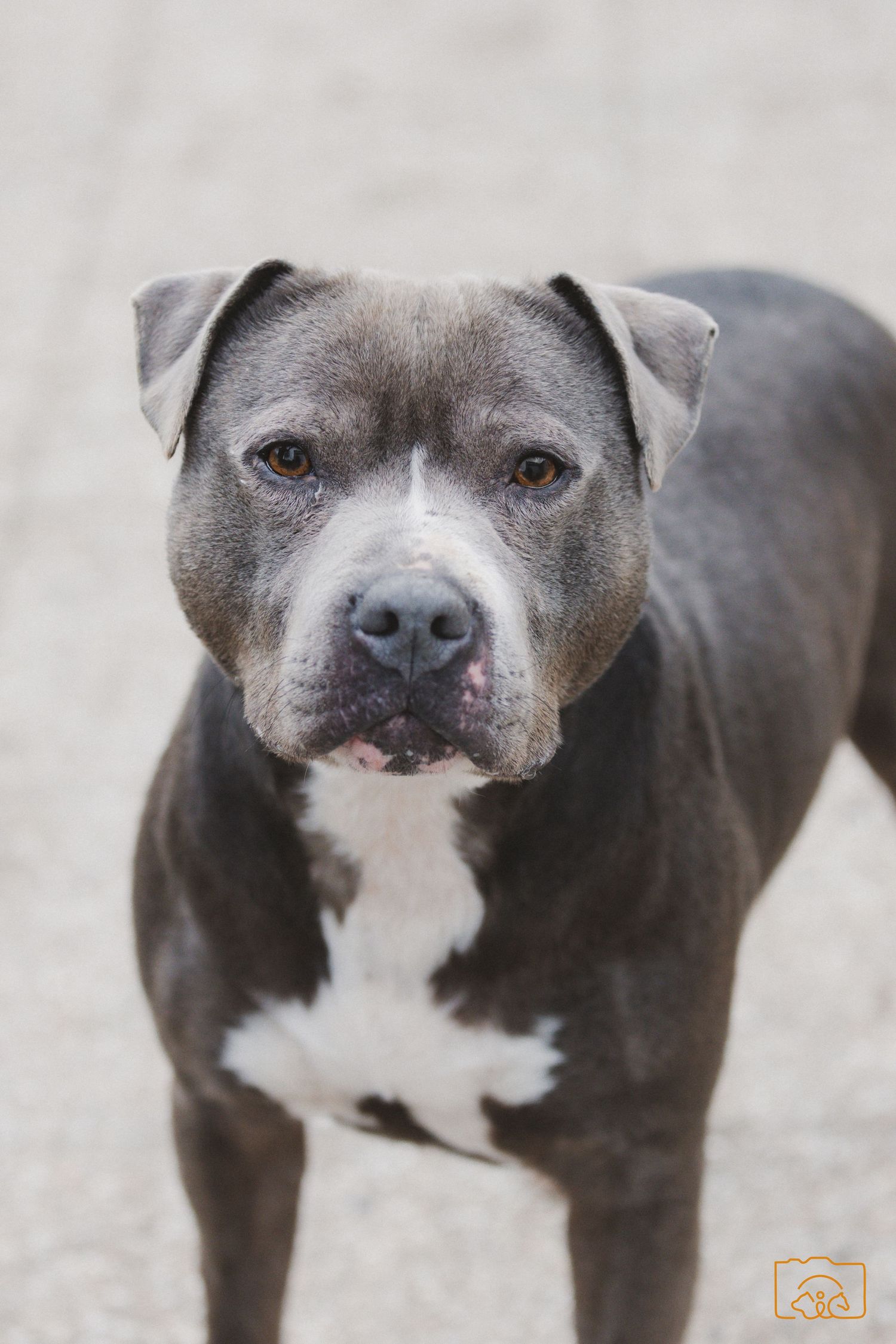 Gray and white pit bull terrier dog standing on pavement looking directly at camera with soulful brown eyes.