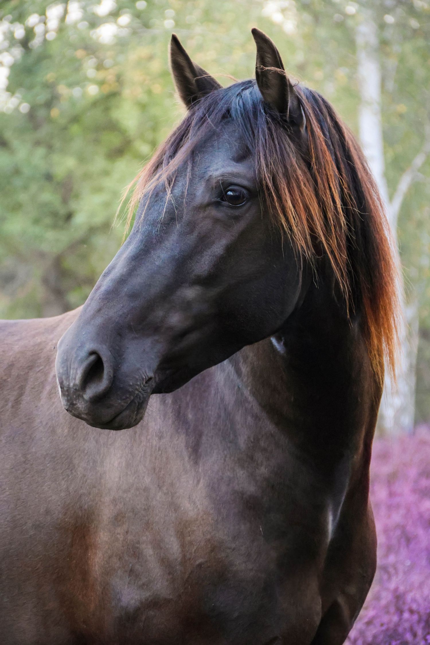 Séance animaux — portrait cheval bai brun crinière rousse dans les bruyères violettes, photographe Aisne Guignicourt.