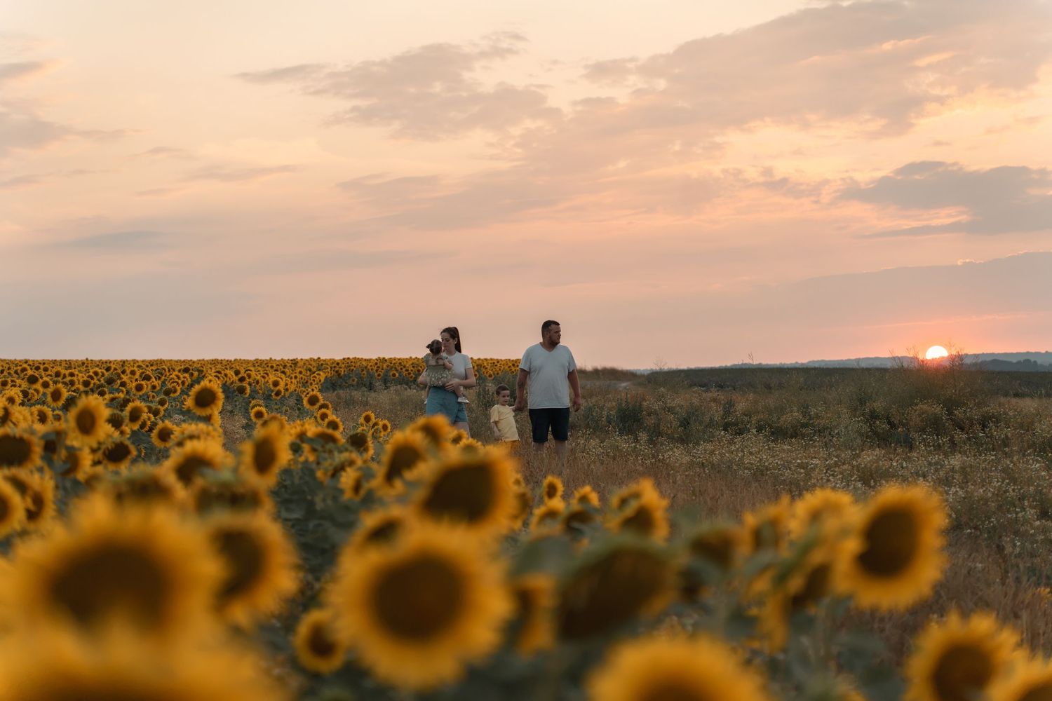 Couple walking through a vibrant sunflower field at golden sunset, romantic outdoor nature photography.
