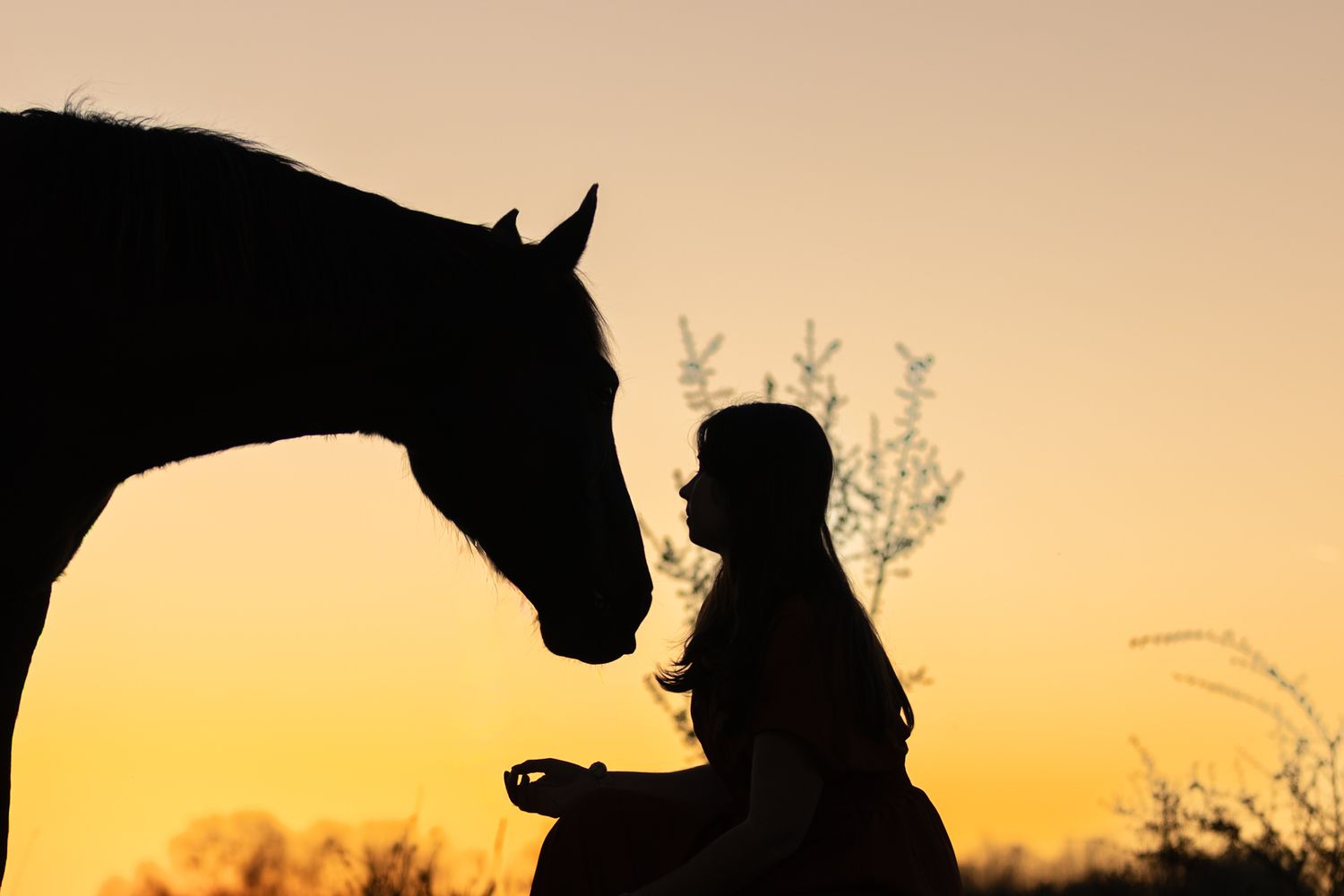 Silhouette of a girl and horse facing each other at golden sunset with trees in background.