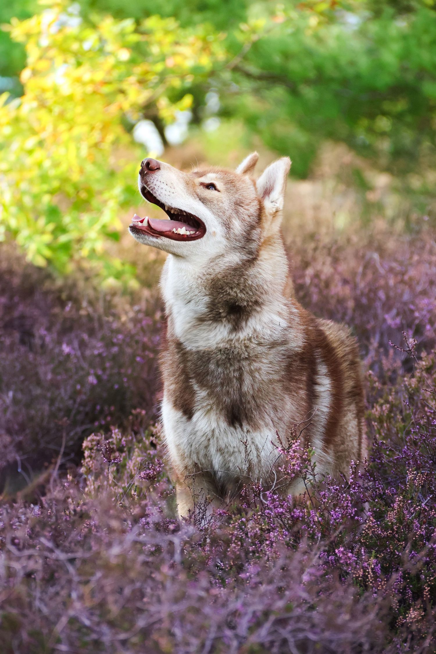 A red and white Siberian Husky sits with mouth open among blooming purple heather in a forest.