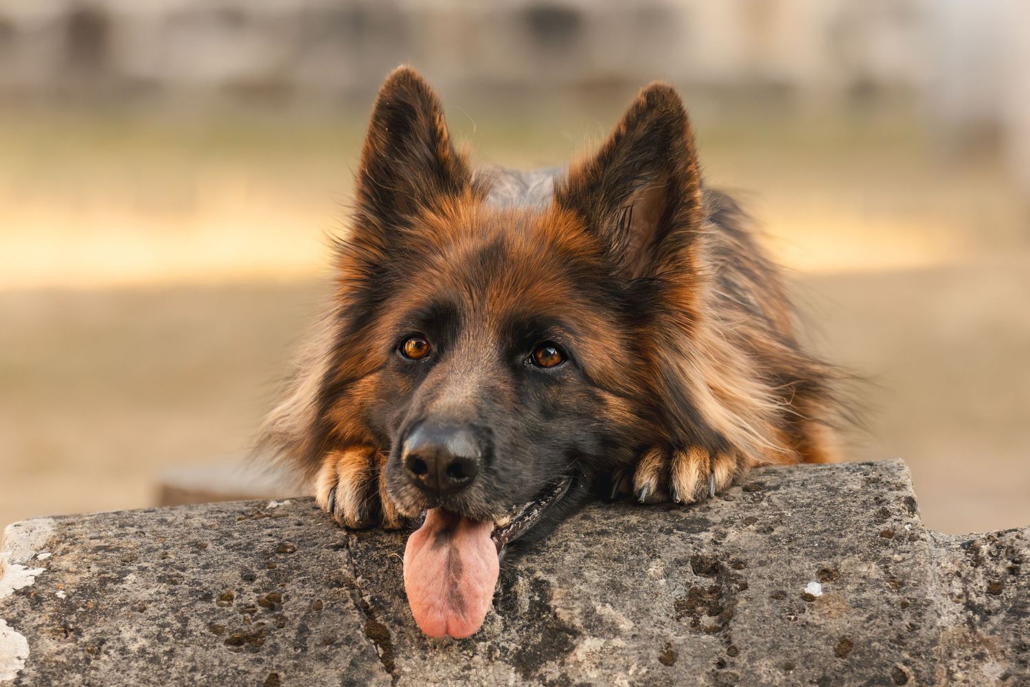 A German Shepherd dog rests its paws on a rock, tongue out, with alert ears and warm brown fur.