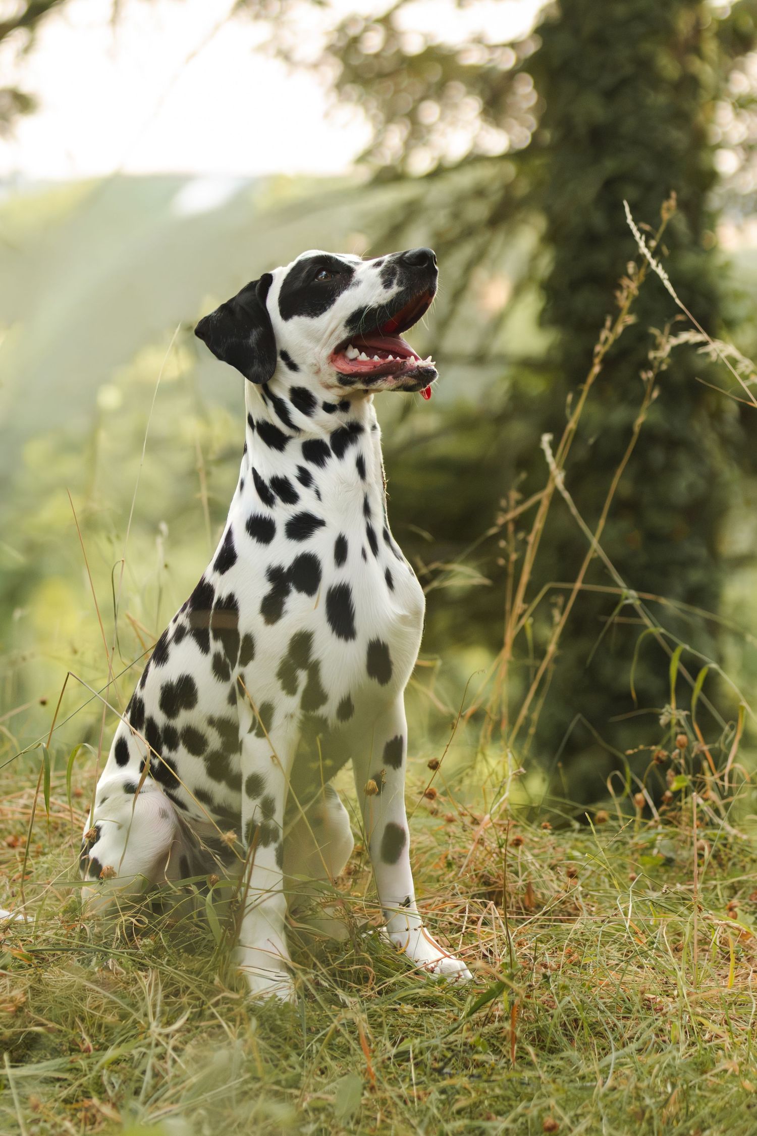 A Dalmatian dog sits attentively in a grassy outdoor setting with green trees in the background.