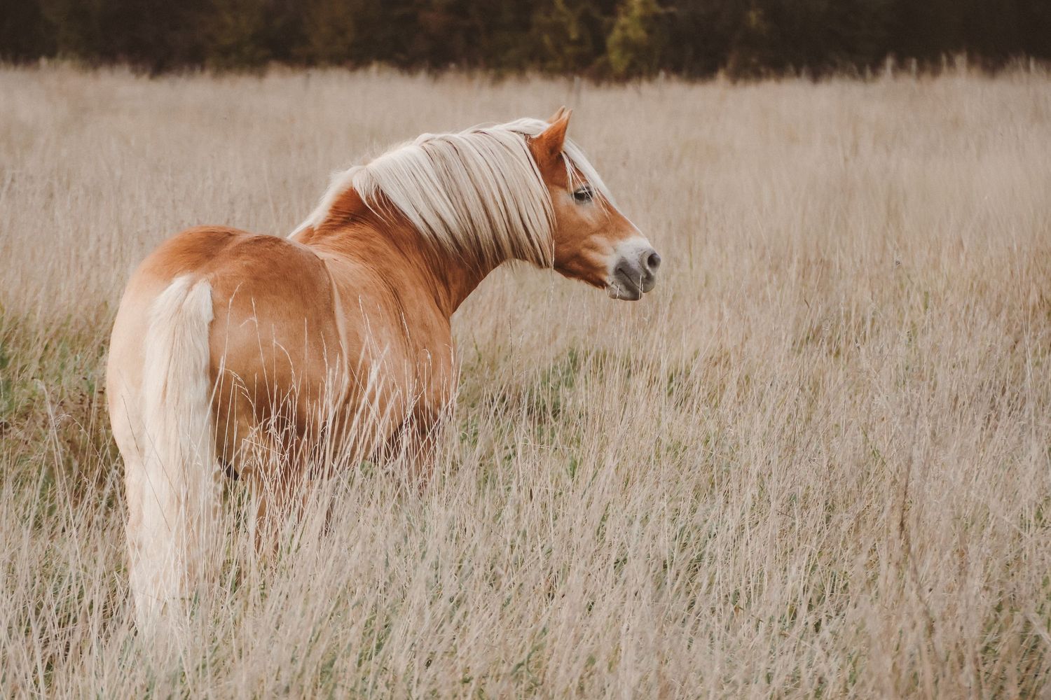 A chestnut horse with a blonde mane stands peacefully in a golden field of tall dry grass.