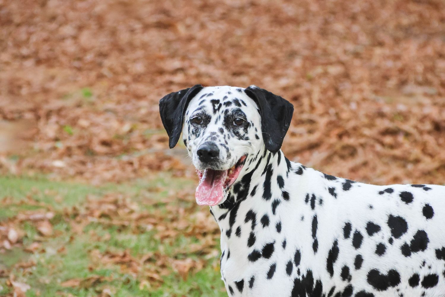 Séance animaux — dalmatien langue tirée parmi les feuilles d'automne, photographe animaux Laon Soissons Aisne.