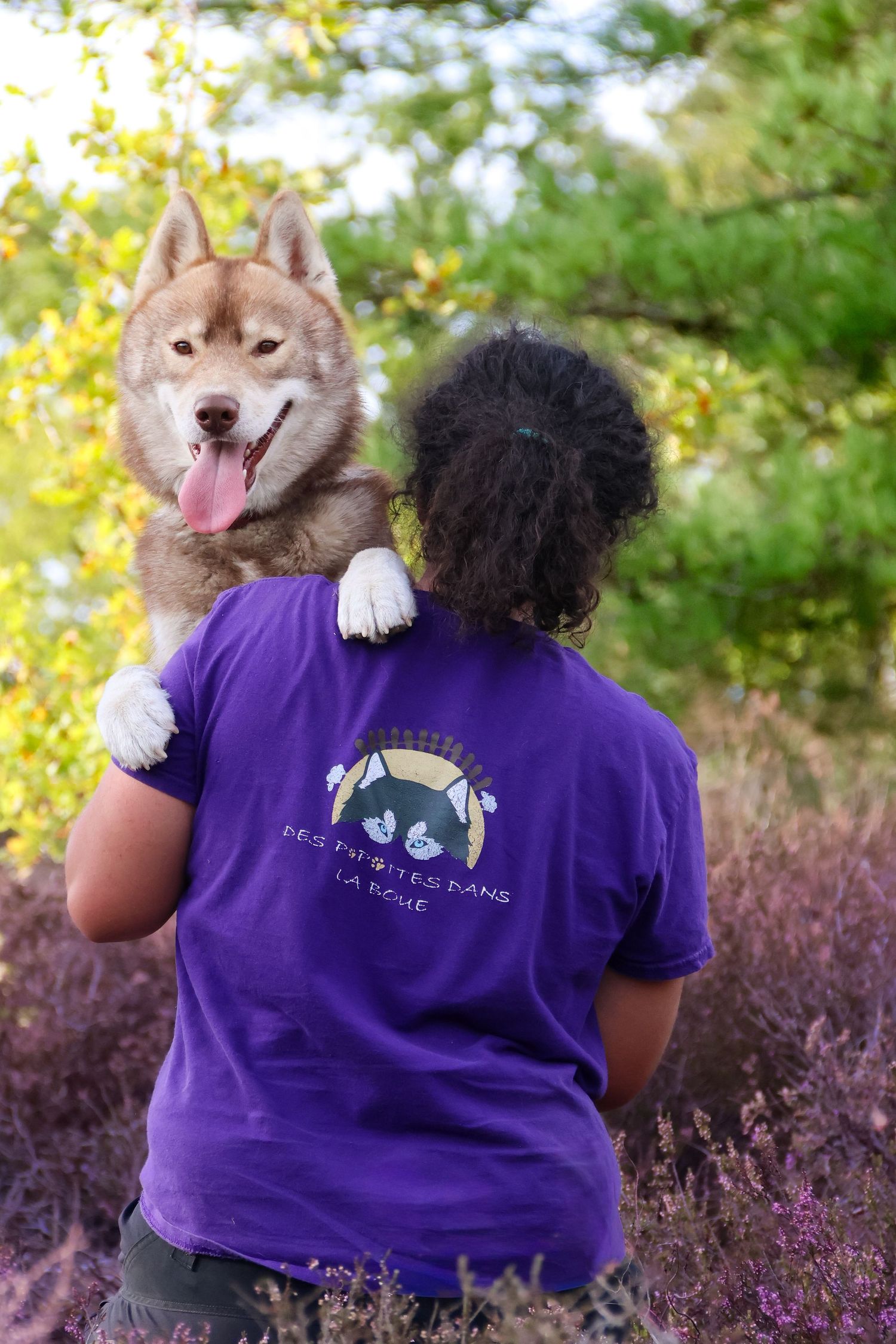 Brown Siberian Husky resting paws on a person wearing a purple graphic t-shirt in a heather field.