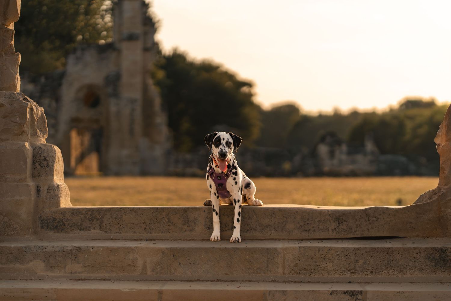 A Dalmatian dog sits on stone steps at golden hour with ancient ruins and trees in the background.