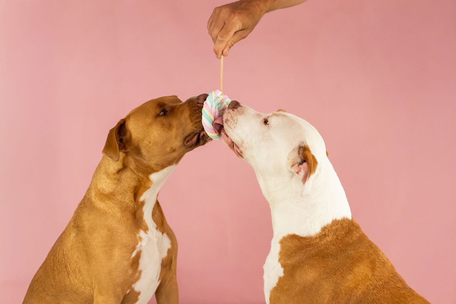Two brown and white dogs sharing a treat held by a human hand against a pink background.