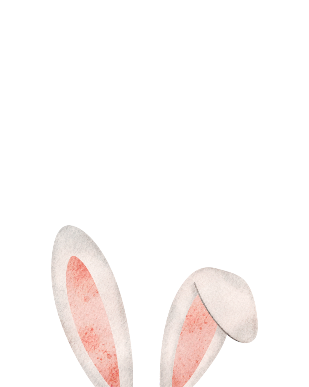 Watercolor illustration of white and pink Easter bunny ears on a white background.