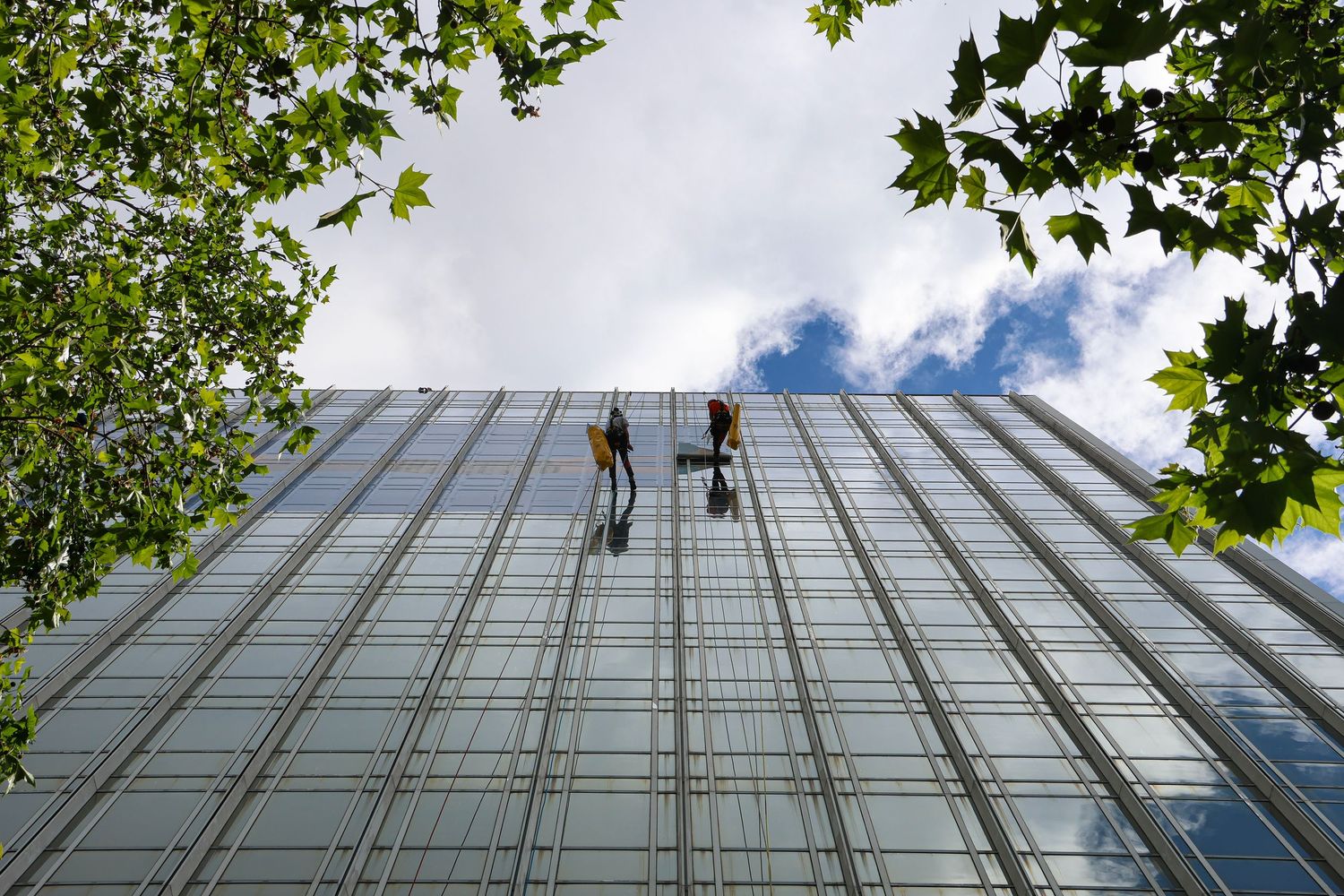 Two window washers rappel down a towering glass skyscraper facade, framed by lush green tree branches against a cloudy sky.