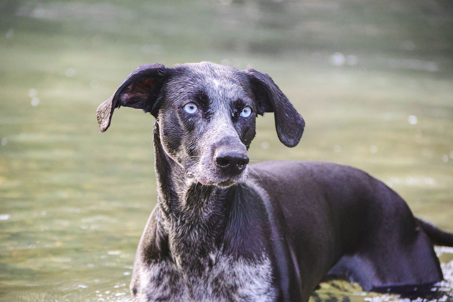 Séance animaux — chien bringé mouillé aux yeux bleus se reposant dans une rivière peu profonde, photographe Guignicourt Aisne.