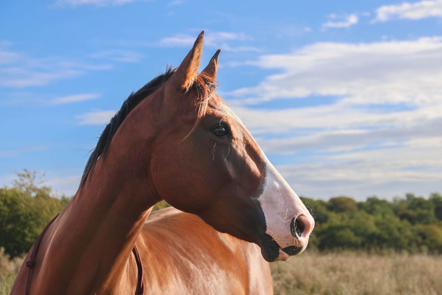 Séance animaux — portrait cheval alezan balzane blanche sur fond de ciel bleu, photographe animaux Châlons-en-Champagne Marne.